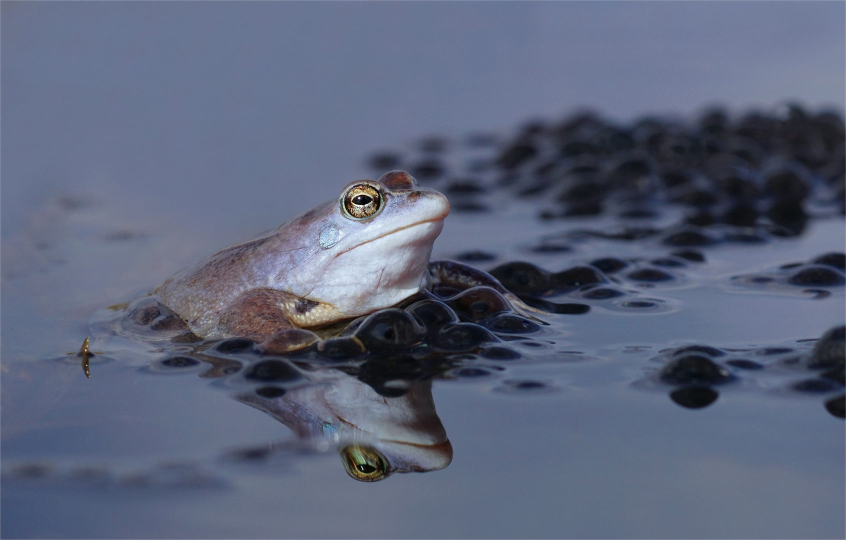 Juhu, sie sind wieder da! Moorfrosch -  Männchen (Rana arvalis)