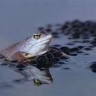 Juhu, sie sind wieder da! Moorfrosch -  Männchen (Rana arvalis)