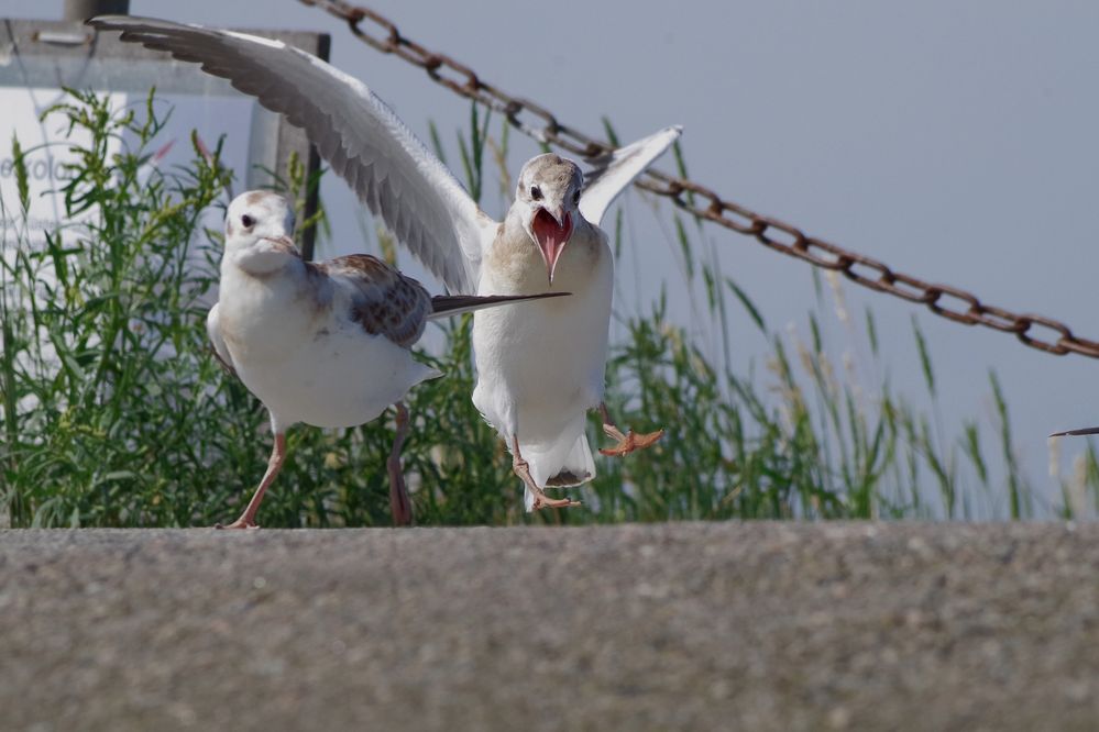 Juhuh, Wochenende !