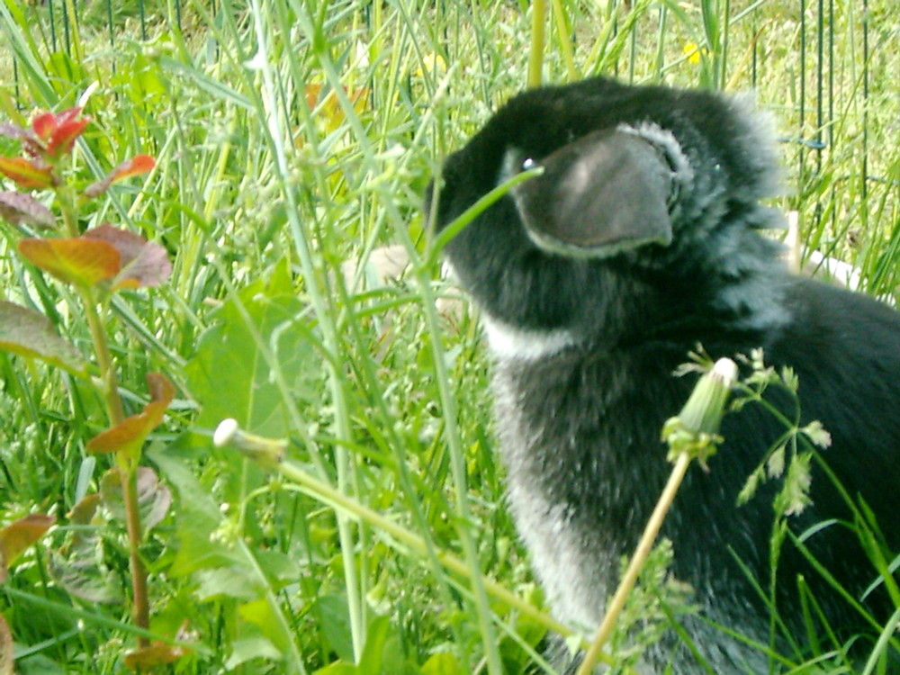 Juhuu bald kommt der Osterhase :-)