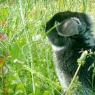 Juhuu bald kommt der Osterhase :-)