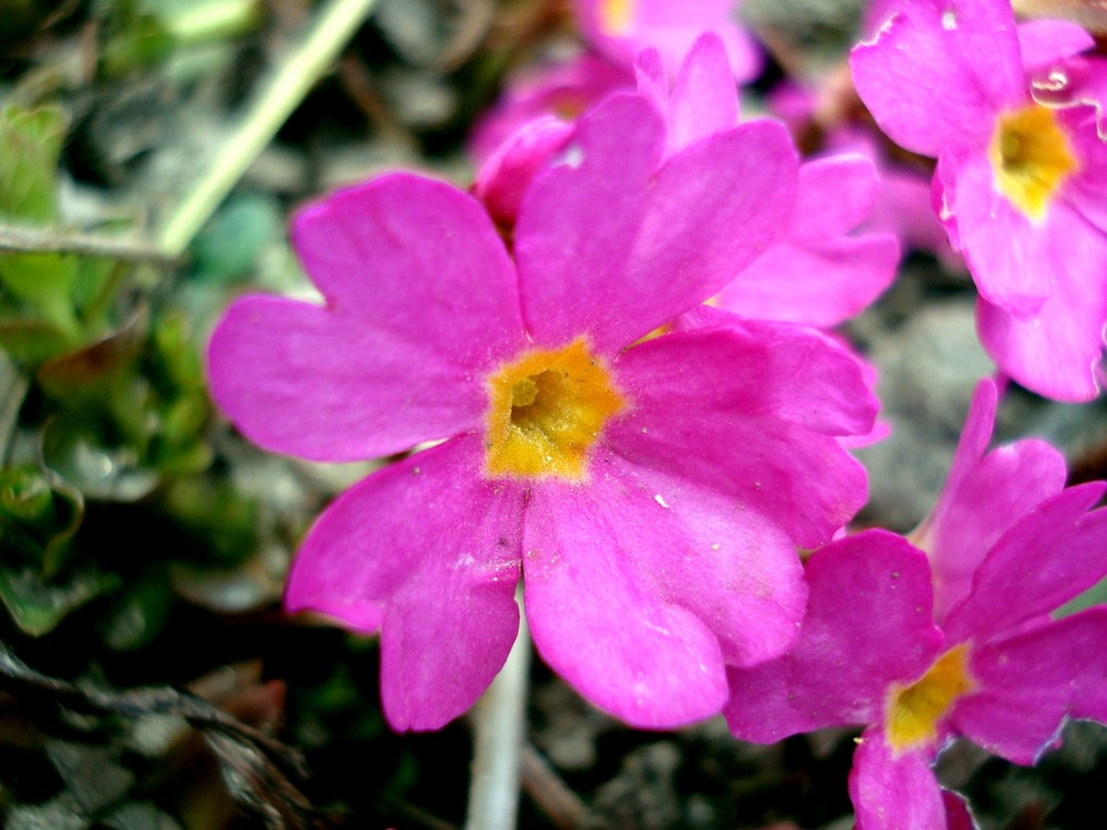 Juhuu, endlich blüht's im Garten