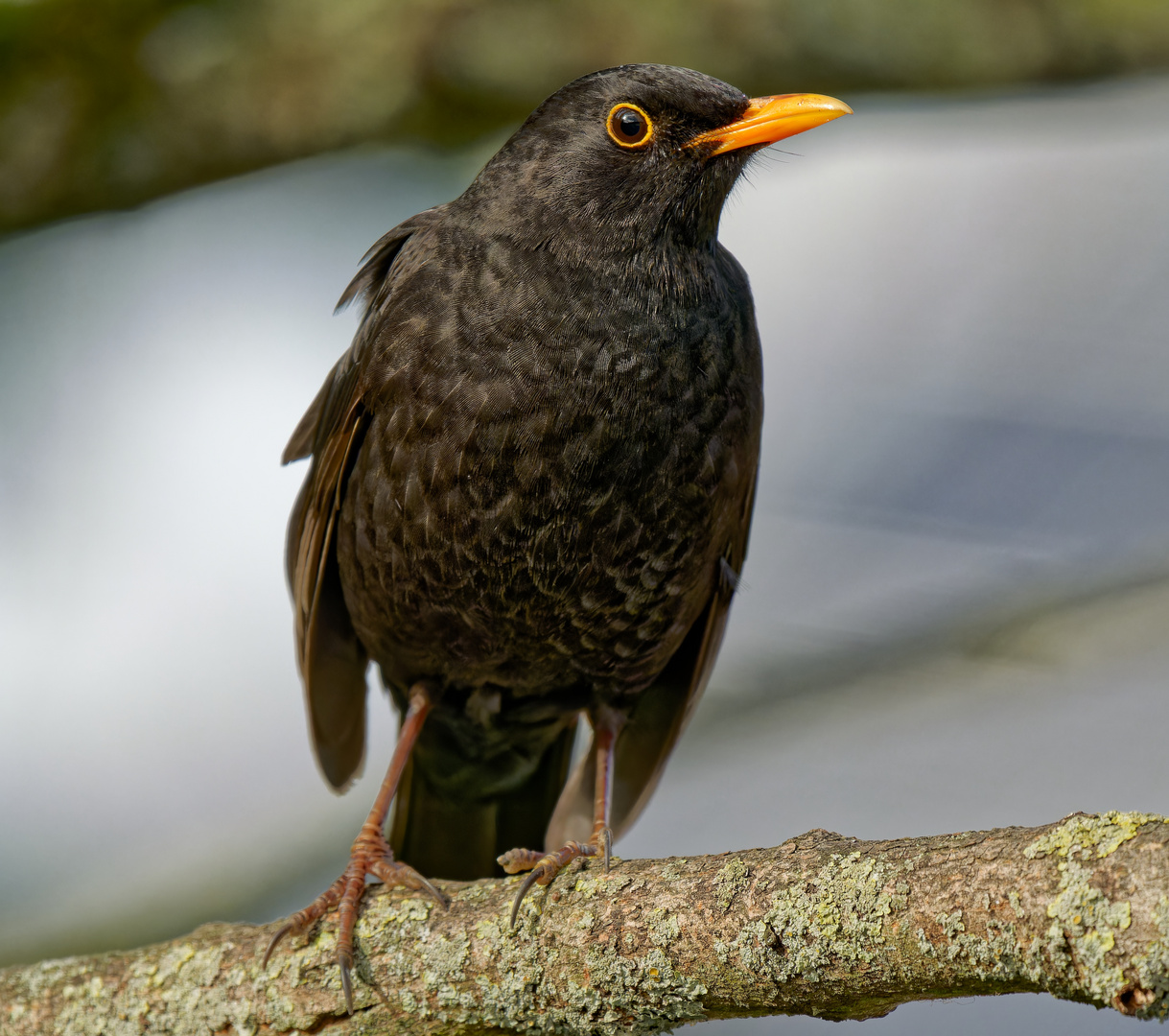 Juhuuu, eine Amsel.