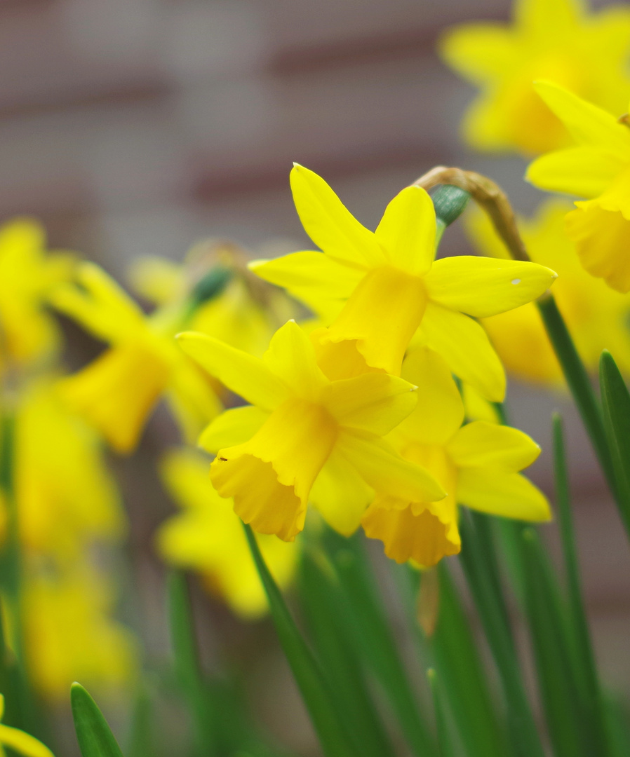 Juhuuu! Frühling!