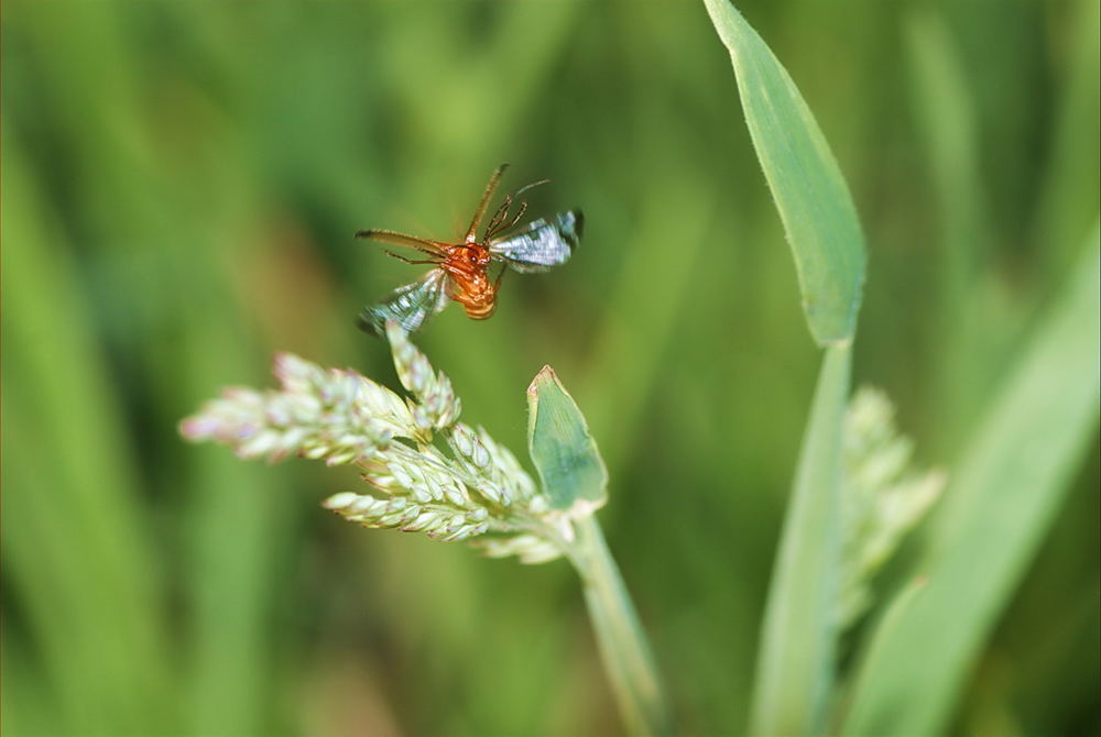 Juhuuuu: Rotgelber Weichkäfer (Rhagonyda fulva) im Landeanflug