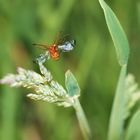 Juhuuuu: Rotgelber Weichkäfer (Rhagonyda fulva) im Landeanflug