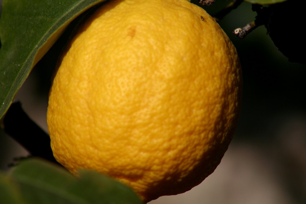 Juicy Lemon