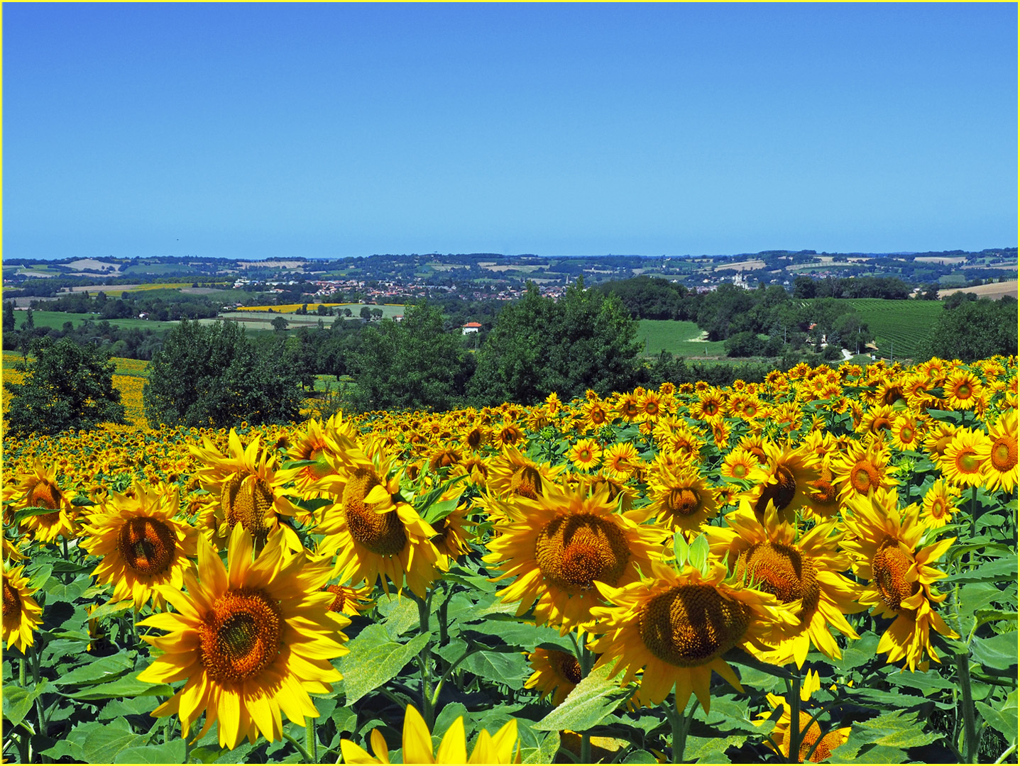 Juillet gersois jaune