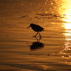 Juist am Strand