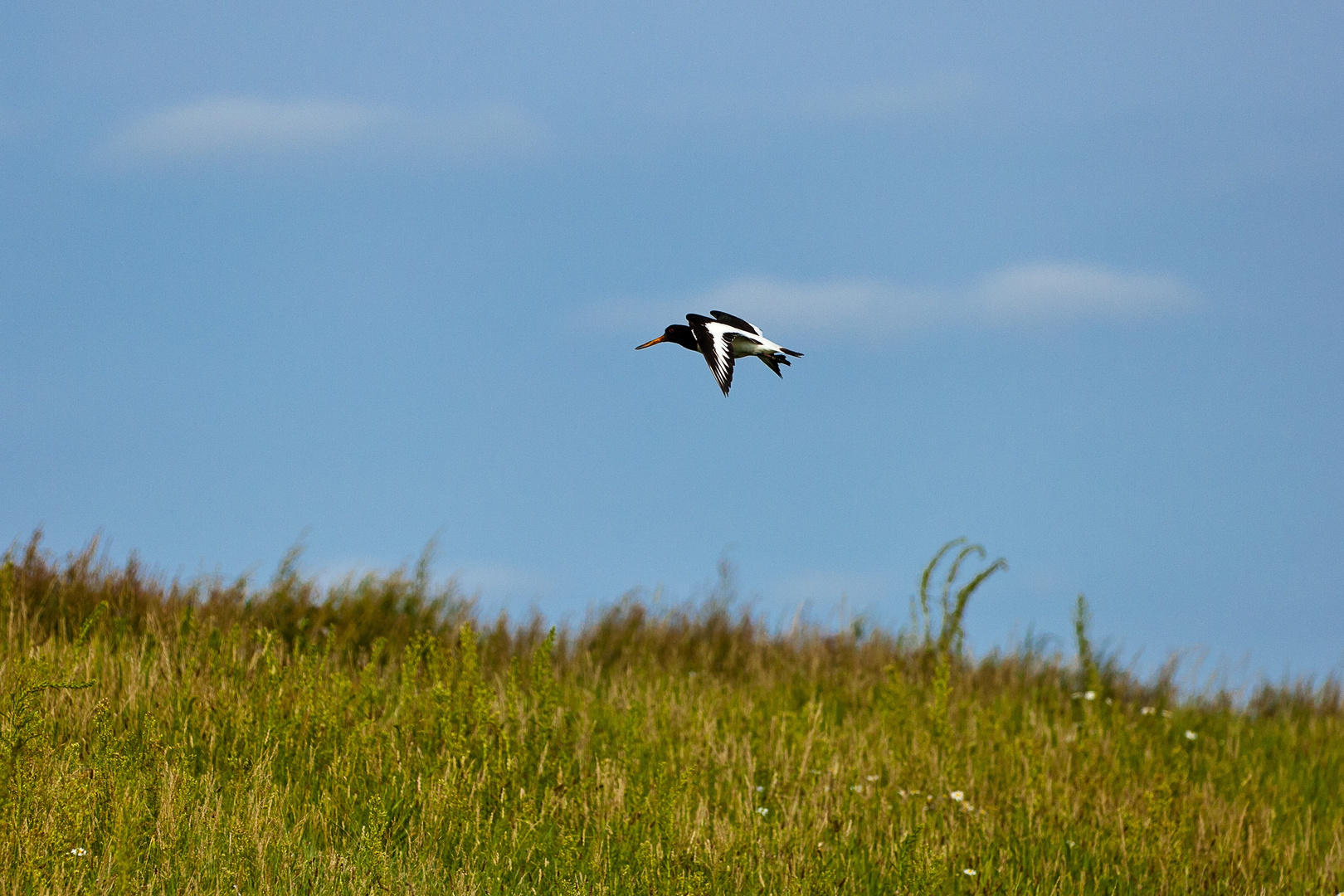 Juist -Austernfischer im Flug