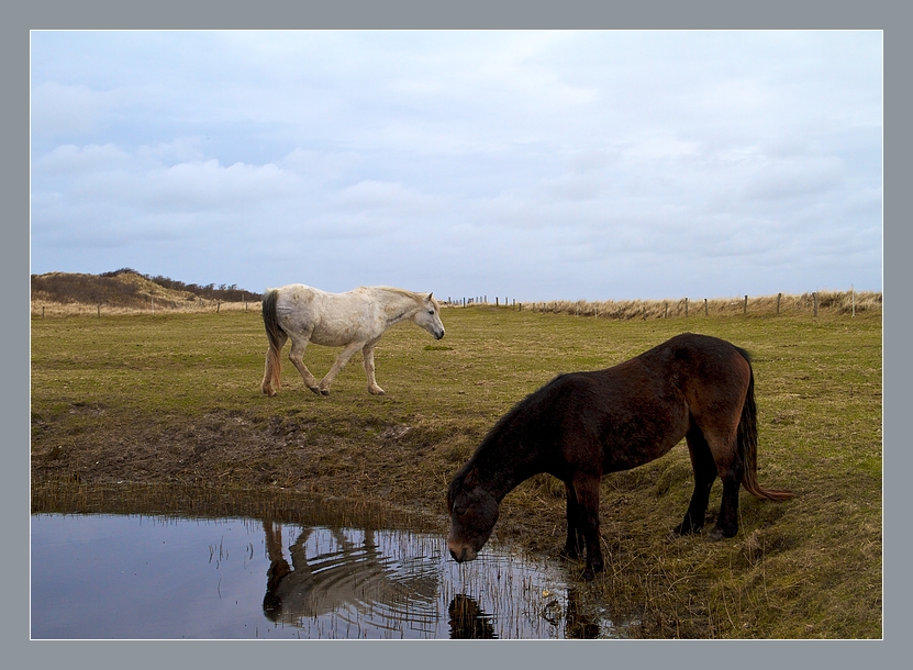 JUIST Idylle - April -