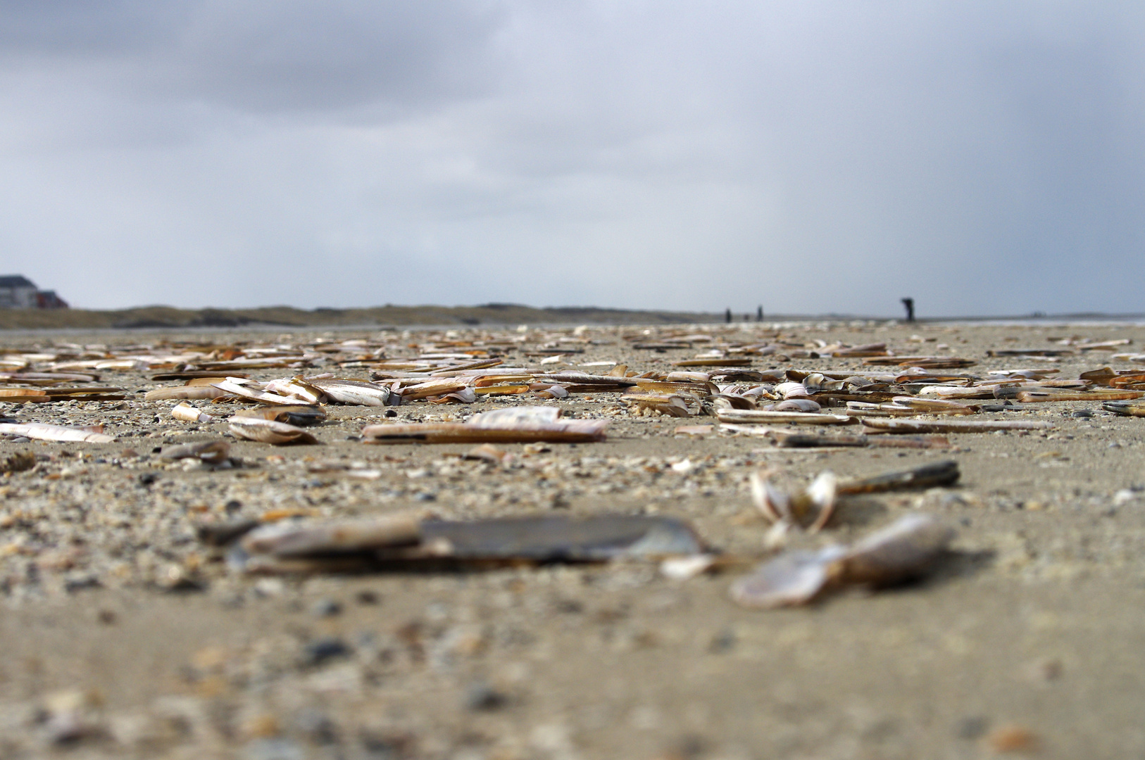 Juist - Muschelperspektive