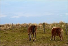 JUIST verweilen - April -