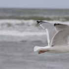 Juister Möwe auf Fischfang