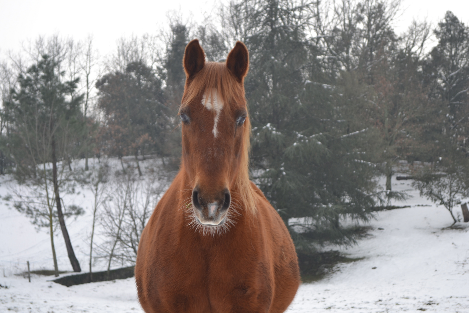 Jujube dans la neige !