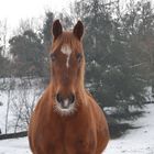 Jujube dans la neige !