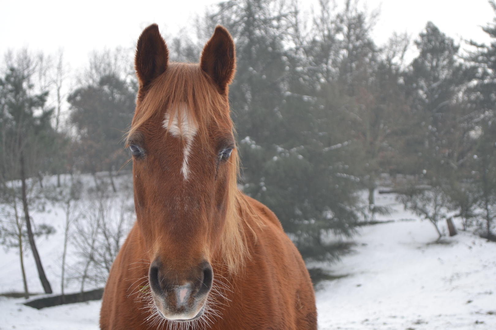 Jujube & la neige