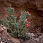 Jujuy - Cuesta de Lipán - Blume am Wegesrand