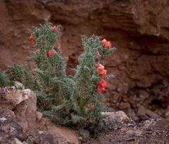 Jujuy - Cuesta de Lipán - Blume am Wegesrand