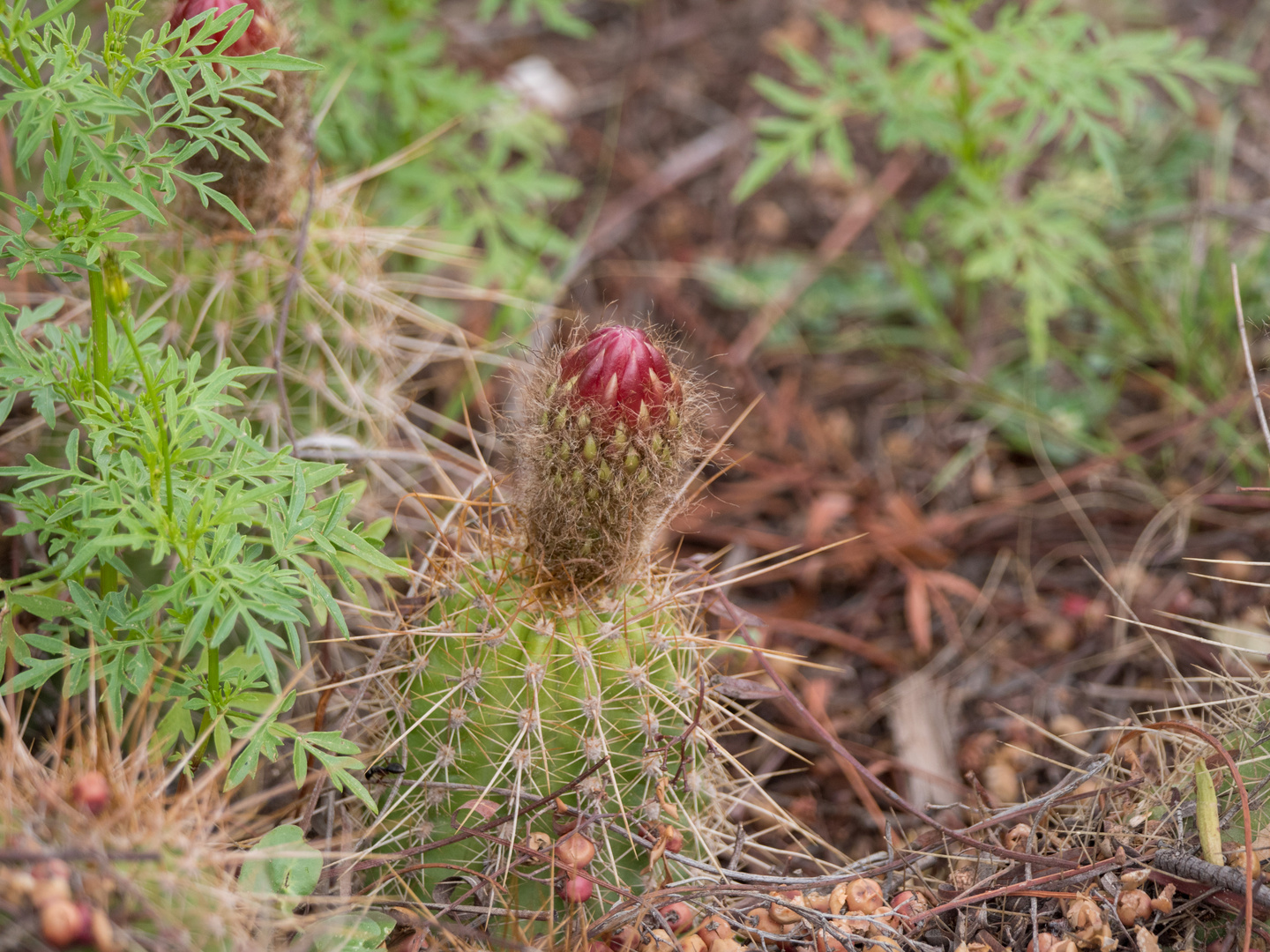 Jujuy - Katusblüte