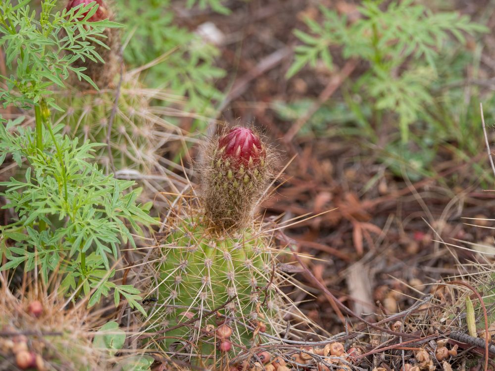 Jujuy - Katusblüte