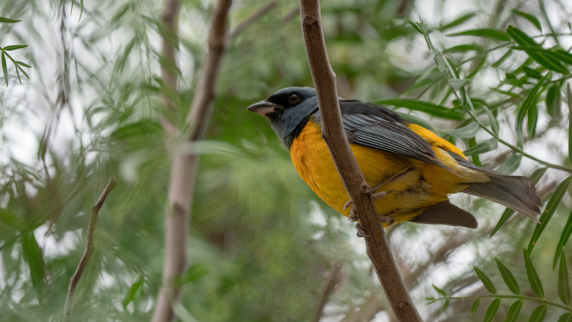 Jujuy - pájaro Guirahuro?