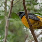 Jujuy - pájaro Guirahuro?