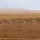 Jujuy - Pozo de Colorado - Guanacos