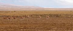 Jujuy - Pozo de Colorado - Guanacos