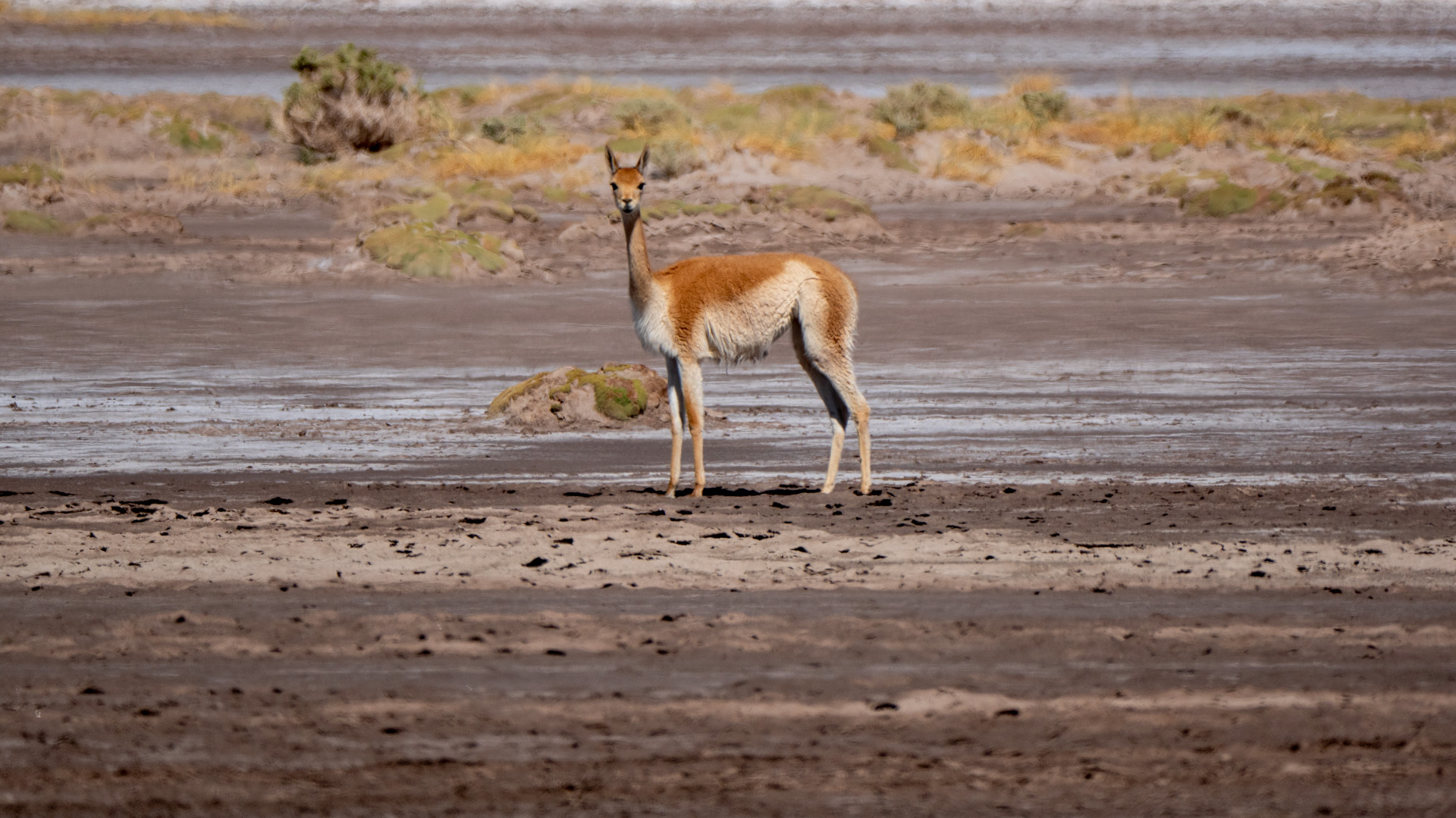  Jujuy - Salinas Grandes - Guanacos