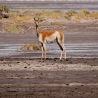  Jujuy - Salinas Grandes - Guanacos