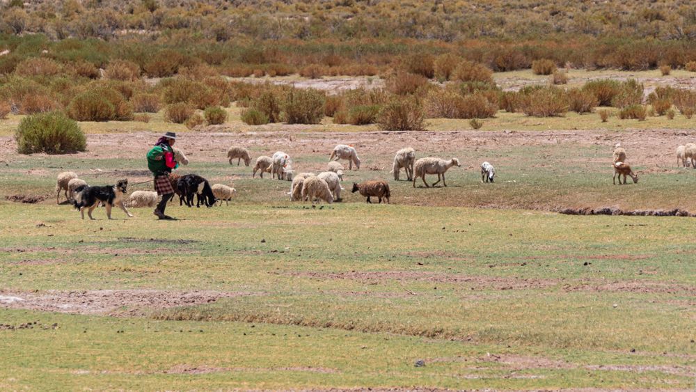 Jujuy - Susques - Hirte