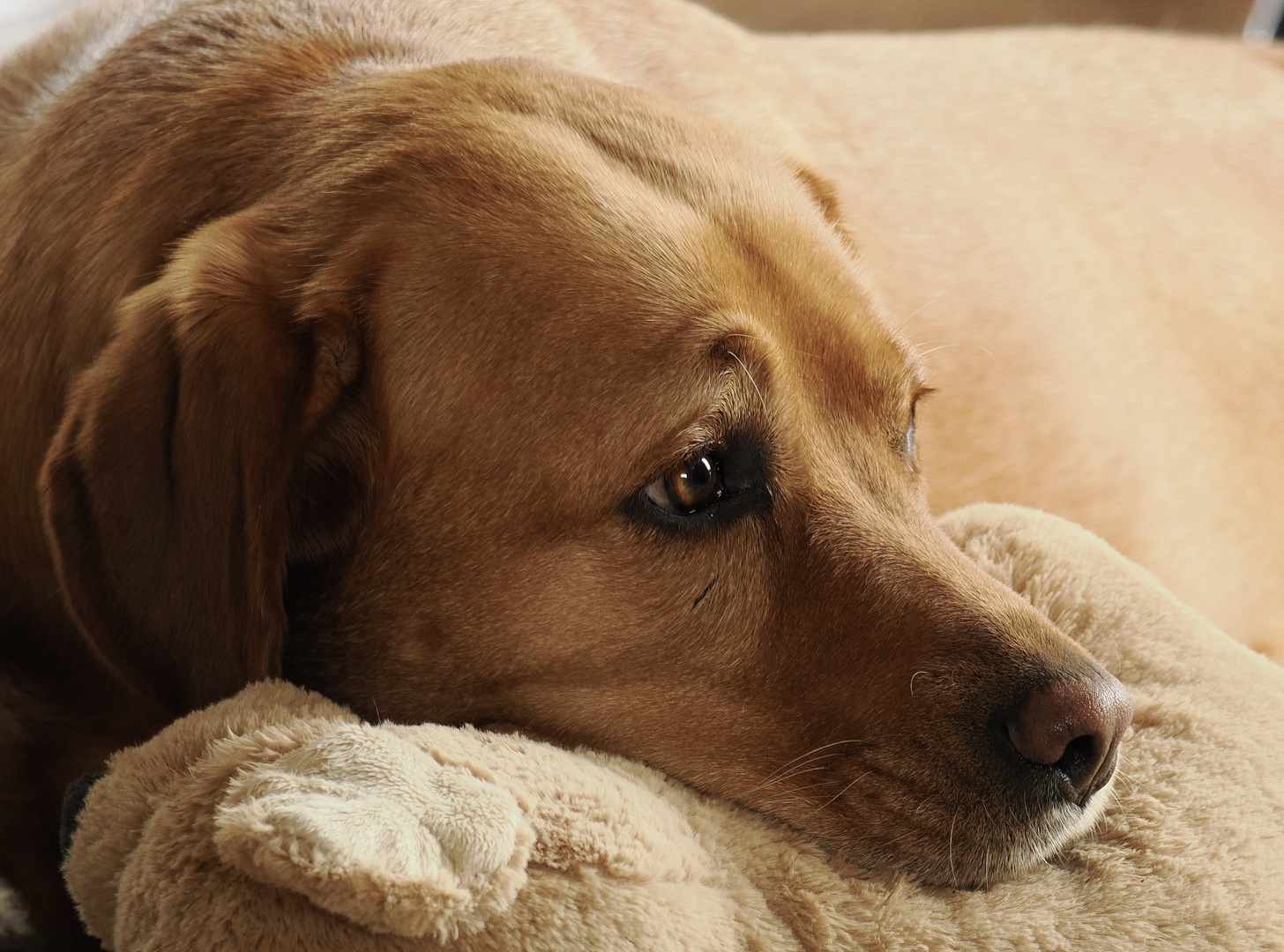 Julchen chillt ….