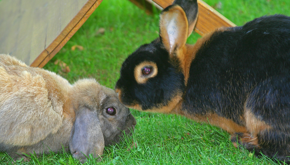 Julchen und Romeo