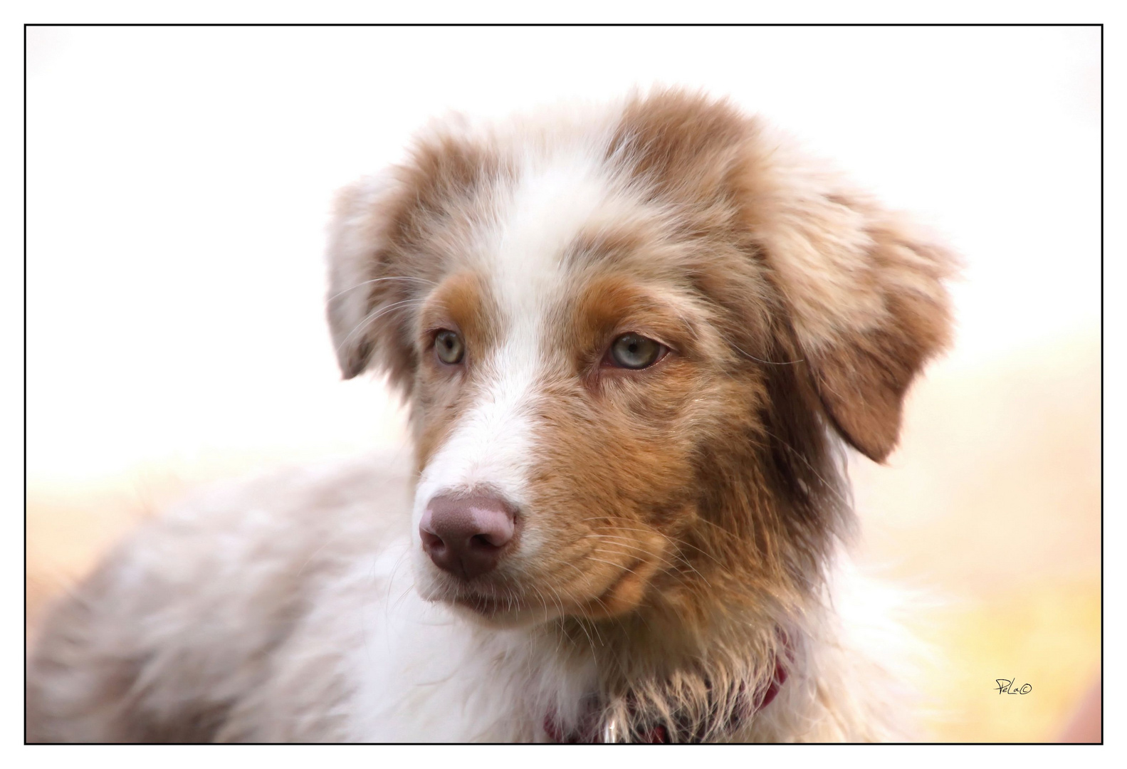 Jule, Australian Shepard, 14 Wochen jung.