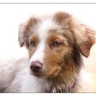 Jule, Australian Shepard, 14 Wochen jung.