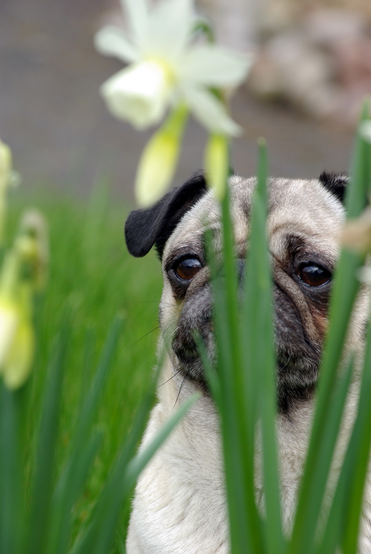 Jule im Frühling