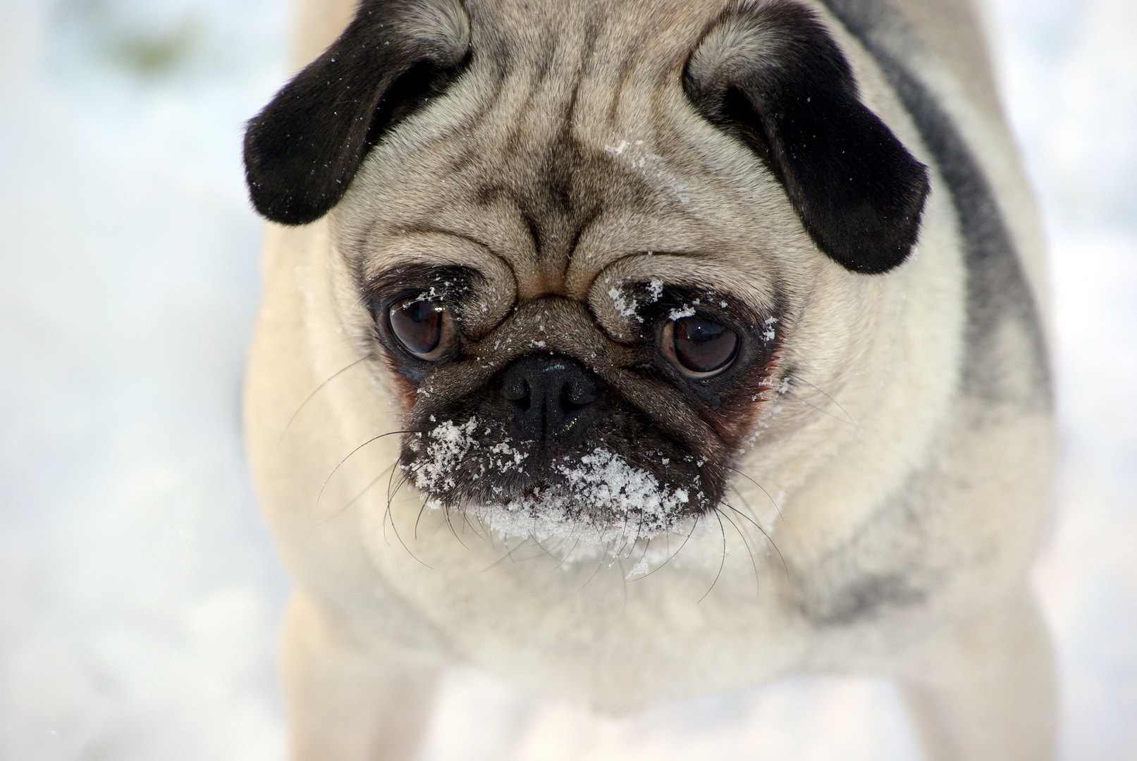 Jule im Schnee