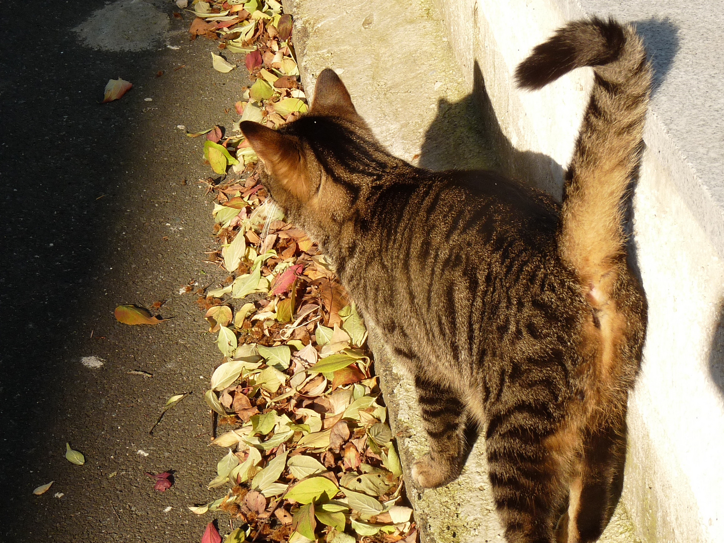 Jule in der Abendsonne