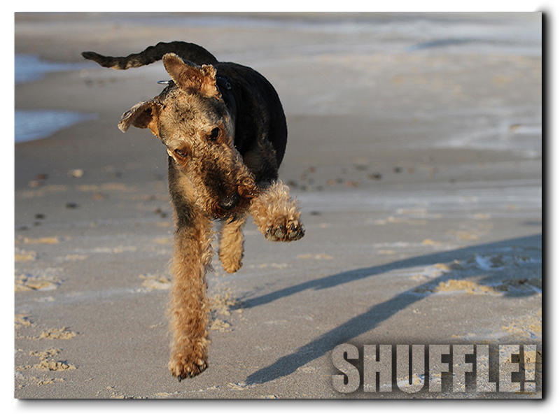 Jule-Shuffle!