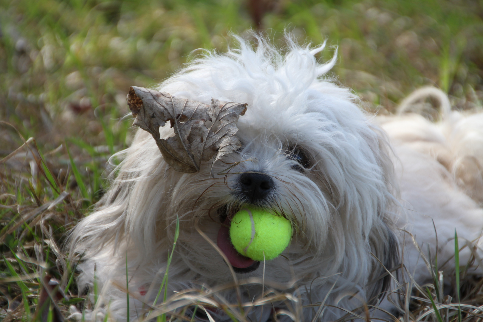 Jule, unsere Piratenbraut :-)