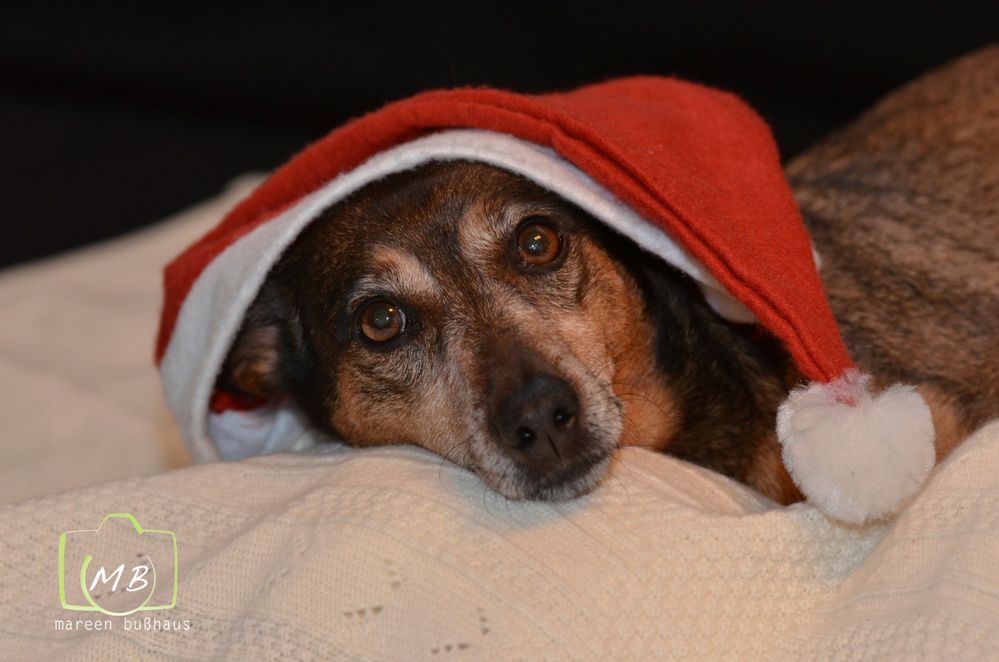 Jule wünscht frohe Weihnachten Foto &amp; Bild tiere, haustiere, hunde