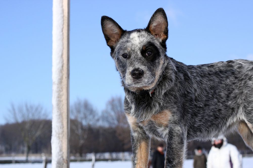 Jules Cattledog - Welpe