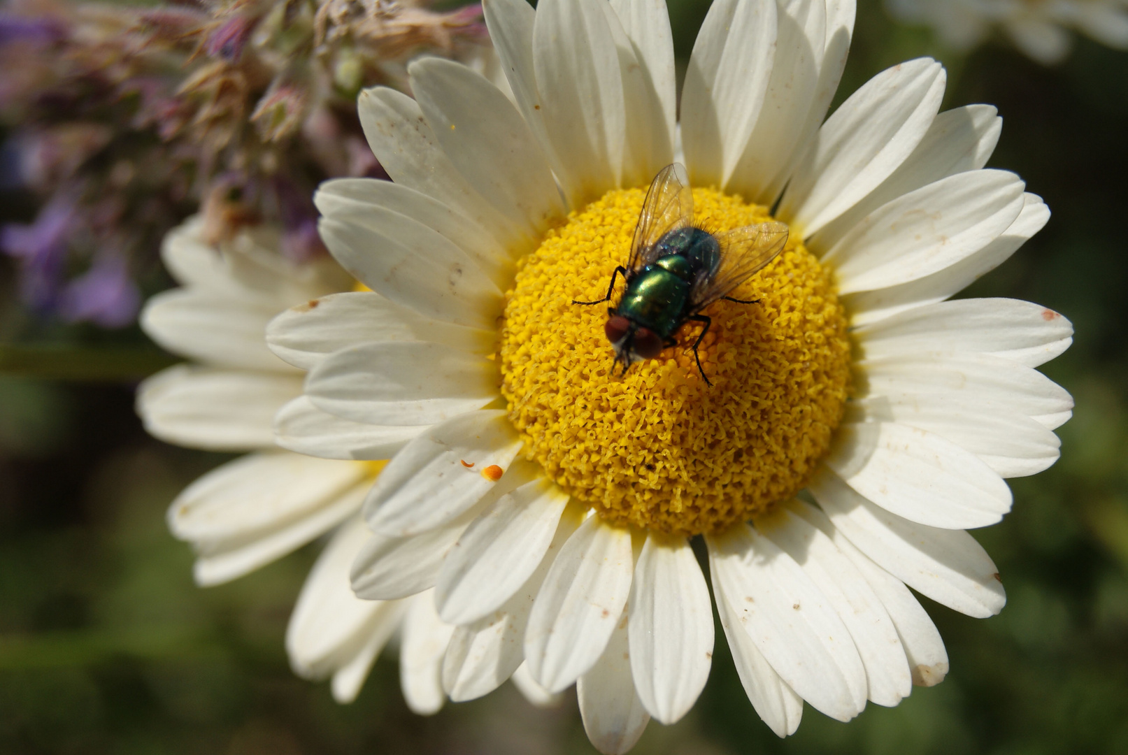 Juli 18. Fliege auf Blume