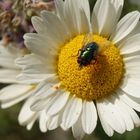 Juli 18. Fliege auf Blume