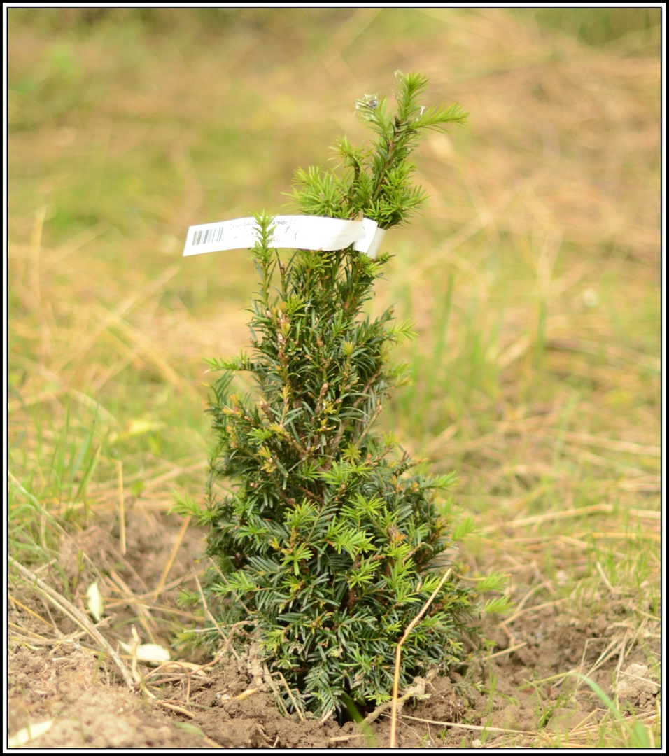 Juli 2015 - Frischer Nadelbaum