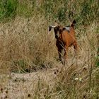 Juli 2016 im alten Steinbruch...3