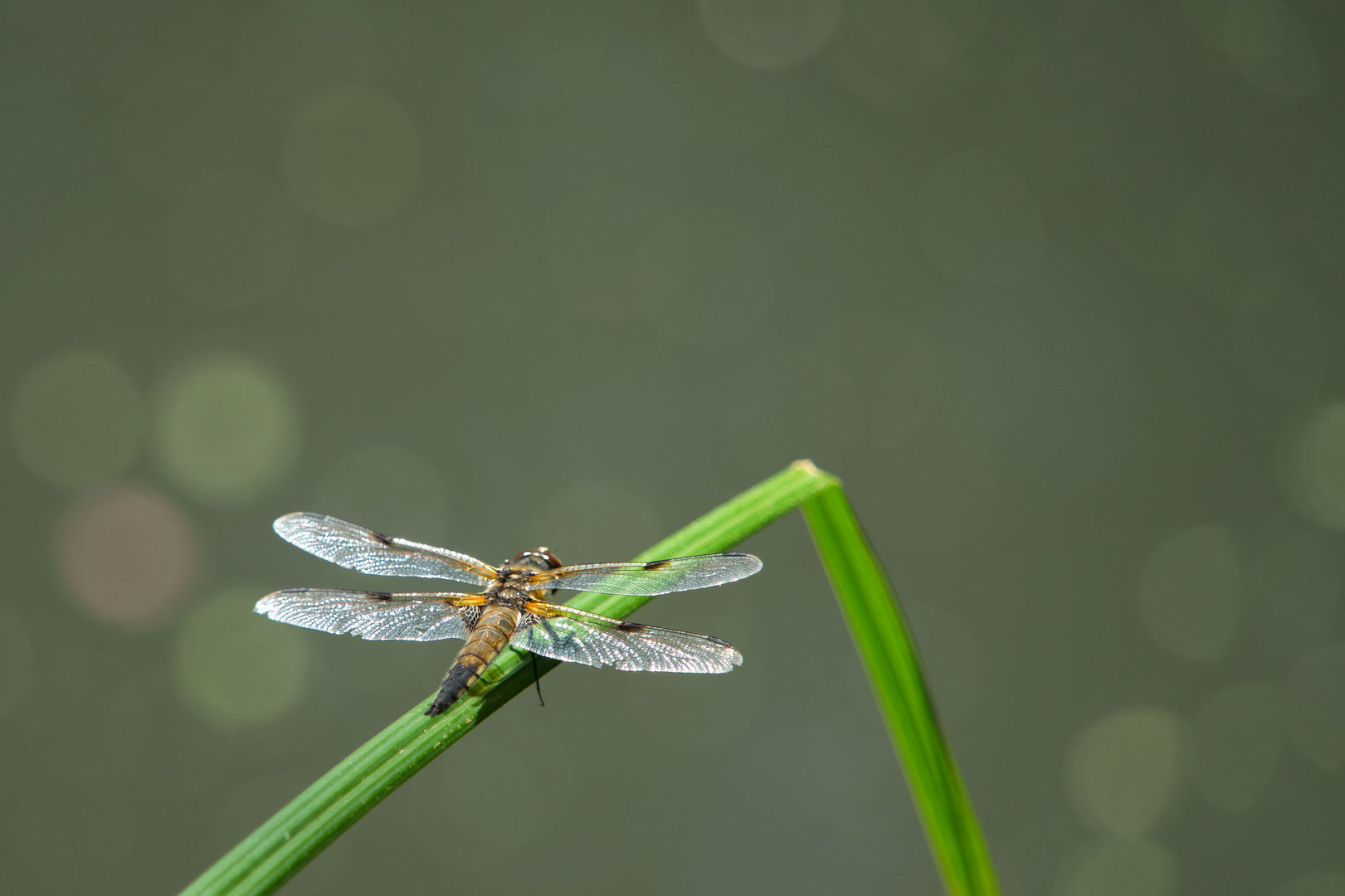 Juli 2019 im Spreewald