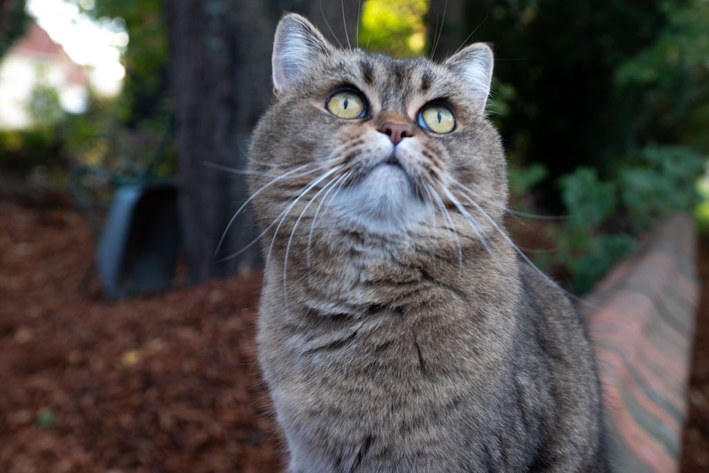 Juli beim Herbstspaziergang auf der Mauer