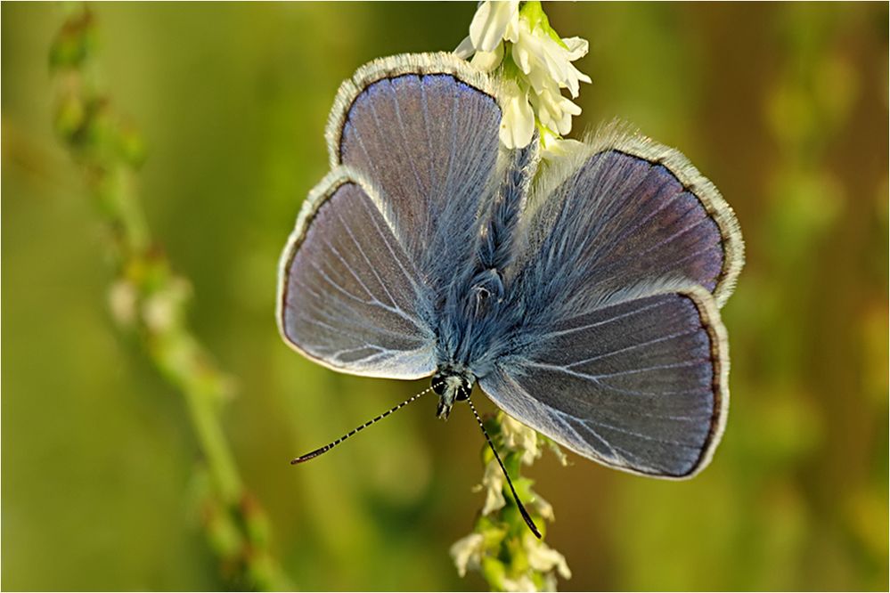  Juli-Blau